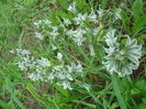 Celnusa (Ornithogalum boucheanum)