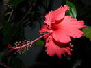 DSCN5084