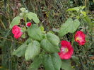 DSCN5110