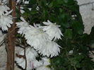 DSCN5143