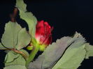 DSCN5160