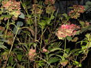 DSCN5167