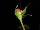 DSCN5169