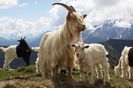Capra alba Sempione si iezi Walliser