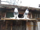 Picture 032