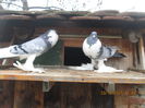 Picture 035