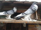 Picture 036