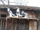 Picture 005