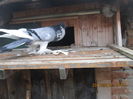Picture 016