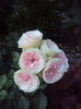 DSC02344