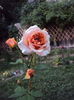 DSC03064
