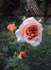 DSC03065