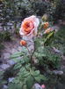 DSC03092