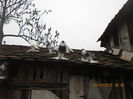 Picture 009