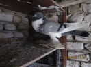 Picture 031