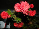DSCN5307
