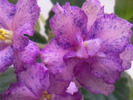 Photo0646