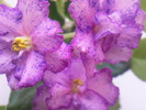 Photo0647