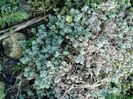 Sedum Dasyphyllum