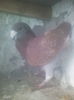 f3014vinduta