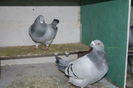DSC_0272 PERECHE