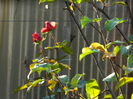 DSCN5327