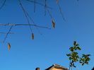 DSCN5338