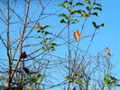 DSCN5366