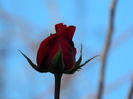 DSCN5369