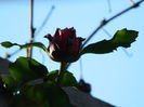 DSCN5371