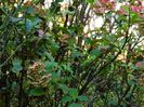 DSCN5382