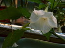 DSCN5416