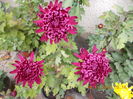 bordo(atacata de limacsi)