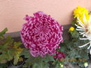 viena pink