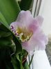 cattleya 1 2015.12.06 1