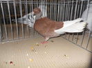 DSCN0452