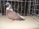 DSCN0528