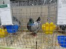 DSC08387