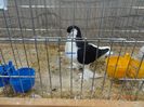 DSC08453