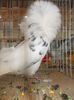 DSCN0248