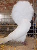 DSCN0250