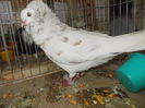DSCN0329
