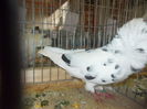 DSCN0330
