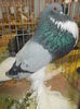 DSCN0342
