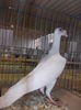 DSCN0367
