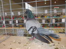DSCN0392