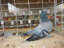 DSCN0394