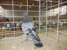 DSCN0413