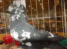 DSCN0427