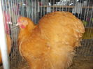 DSCN0454